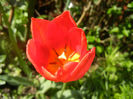 Tulipa Orange Bouquet (2014, April 20)