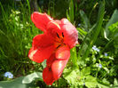 Tulipa Rococo (2014, April 20)