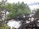 Neues Bild -  pinia  arboreea   andica