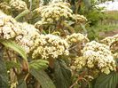 Viburnum