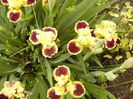 Iris pumila