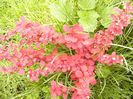 Berberis orange rocket