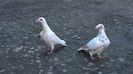 WP_20140421_12_05_34_Pro