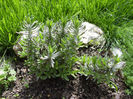 lavanda primavara