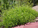 caprifoi(Lonicera)