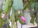 DSCN4708