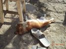 DSC00870