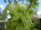 Liquidambar styraciflua (2014, April 20)