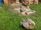 SAM_5902