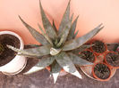 16 Aloe aculeata 