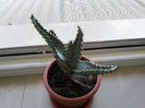 20 Aloe aculeata crousiana