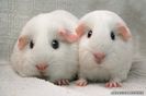 2_Hamsteri_Mici_big