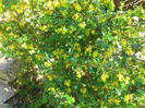 ribes aureum = odoratum 2014