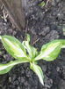 hosta