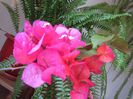 Bougainvillea