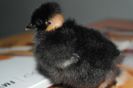 Mama Gat golas de Transilvania,tata Australorp de la Blaumedv.