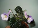 DSC07924