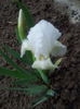 iris nana pumila