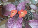 Strawberry Patch