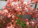 Acer palmatum Bloodgood (2014, Apr.20)