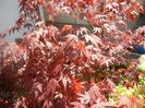 Acer palmatum Bloodgood (2014, Apr.20)