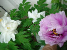 "White" si "Lilac"