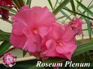 roseum plenum