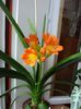 clivia clasica - evolutie (2)