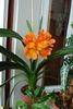 clivia clasica - evolutie (5)