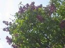 liliac in gradina 001