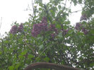 liliac in gradina 003