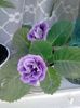 gloxinia