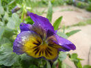 Pansy (2014, Aprill 20)