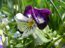Pansy (2014, Aprill 20)