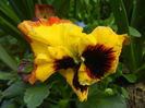 Pansy (2014, Aprill 20)