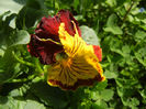 Pansy (2014, Aprill 20)