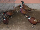 Picture 003