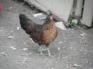 SAM_5481