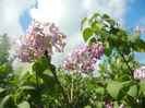 Syringa vulgaris_Lilac (2014, April 20)
