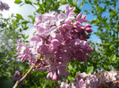 Syringa vulgaris_Lilac (2014, April 20)