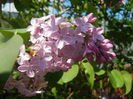 Syringa vulgaris_Lilac (2014, April 20)