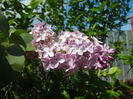 Syringa vulgaris_Lilac (2014, April 20)