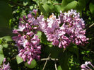 Syringa vulgaris_Lilac (2014, April 20)