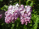 Syringa vulgaris_Lilac (2014, April 20)