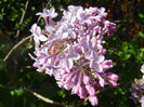 Syringa vulgaris_Lilac (2014, April 20)