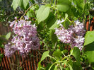 Syringa vulgaris_Lilac (2014, April 20)