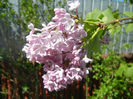 Syringa vulgaris_Lilac (2014, April 20)