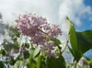 Syringa vulgaris_Lilac (2014, April 20)