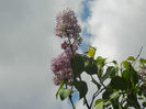 Syringa vulgaris_Lilac (2014, April 20)