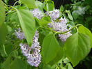 Syringa vulgaris_Lilac (2014, April 20)